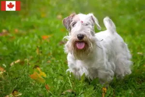 Lire la suite à propos de l’article Éleveurs de Sealyham Terrier et chiots au Canada
