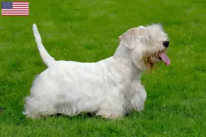 Lire la suite à propos de l’article Éleveurs de Sealyham Terrier et chiots aux États-Unis