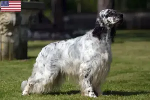 Lire la suite à propos de l’article Éleveurs de setter anglais et chiots aux États-Unis