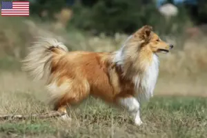 Lire la suite à propos de l’article Éleveurs de Sheltie et chiots aux États-Unis