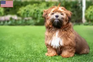 Lire la suite à propos de l’article Éleveurs de Shichon et chiots aux États-Unis