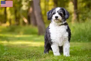 Lire la suite à propos de l’article Éleveurs de shih-poo et chiots aux États-Unis