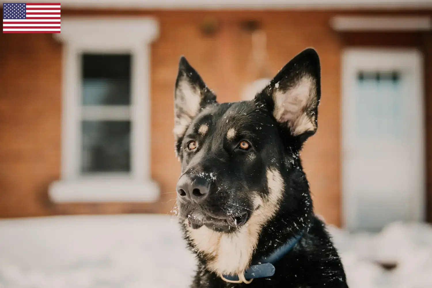 Shiloh Shepherd chiots et éleveurs USA Ici, tu trouveras les éleveurs de Shiloh Shepherd aux États-Unis.