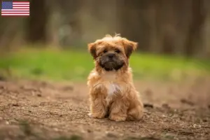 Lire la suite à propos de l’article Éleveurs de Shorkie et chiots aux États-Unis