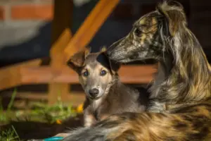 Lire la suite à propos de l’article Silken Windsprite éleveurs et chiots en Occitanie
