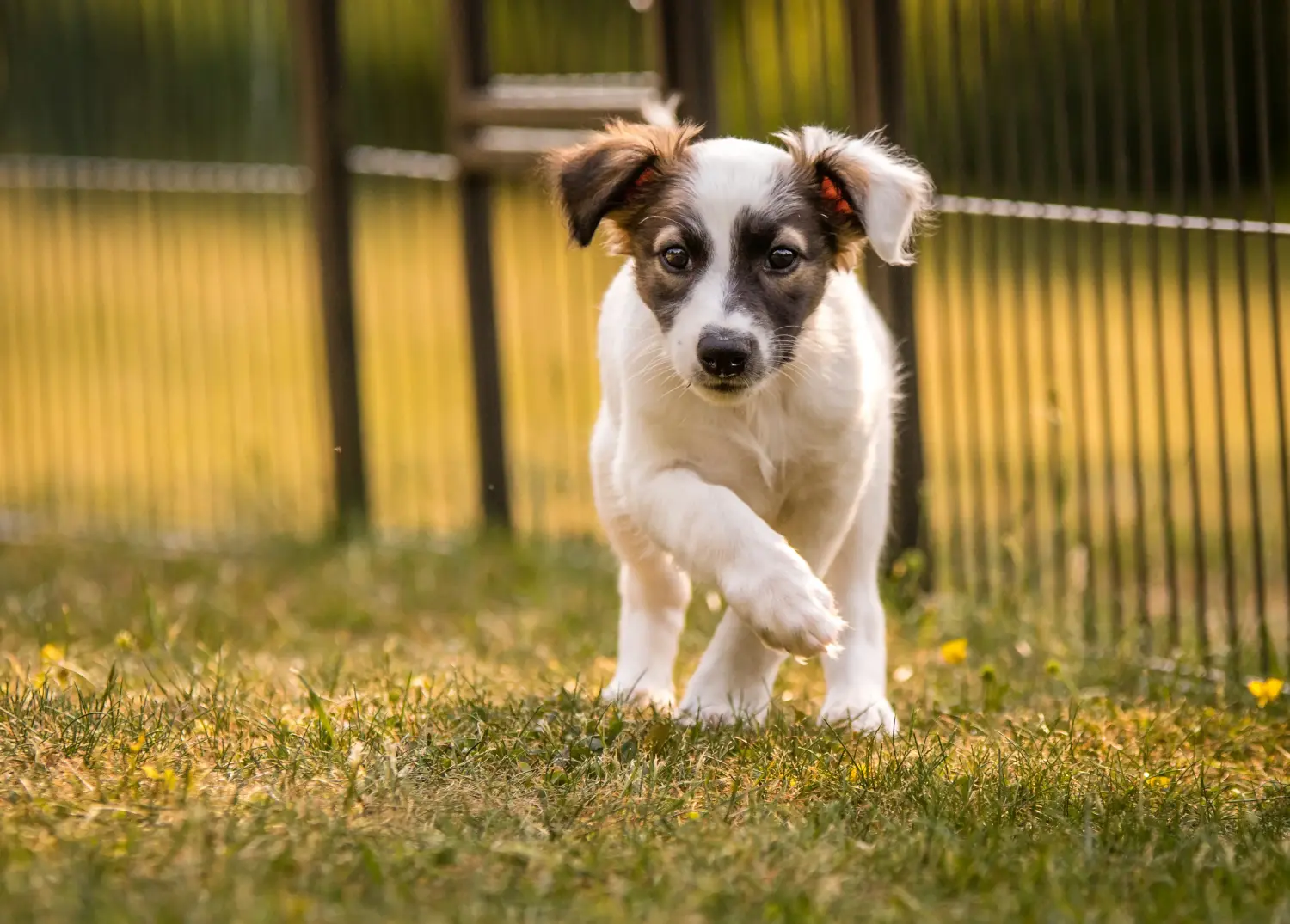Acheter un chiot Silken Windsprite, c'est prendre ses responsabilités ! Acheter des chiots Silken Windsprite.