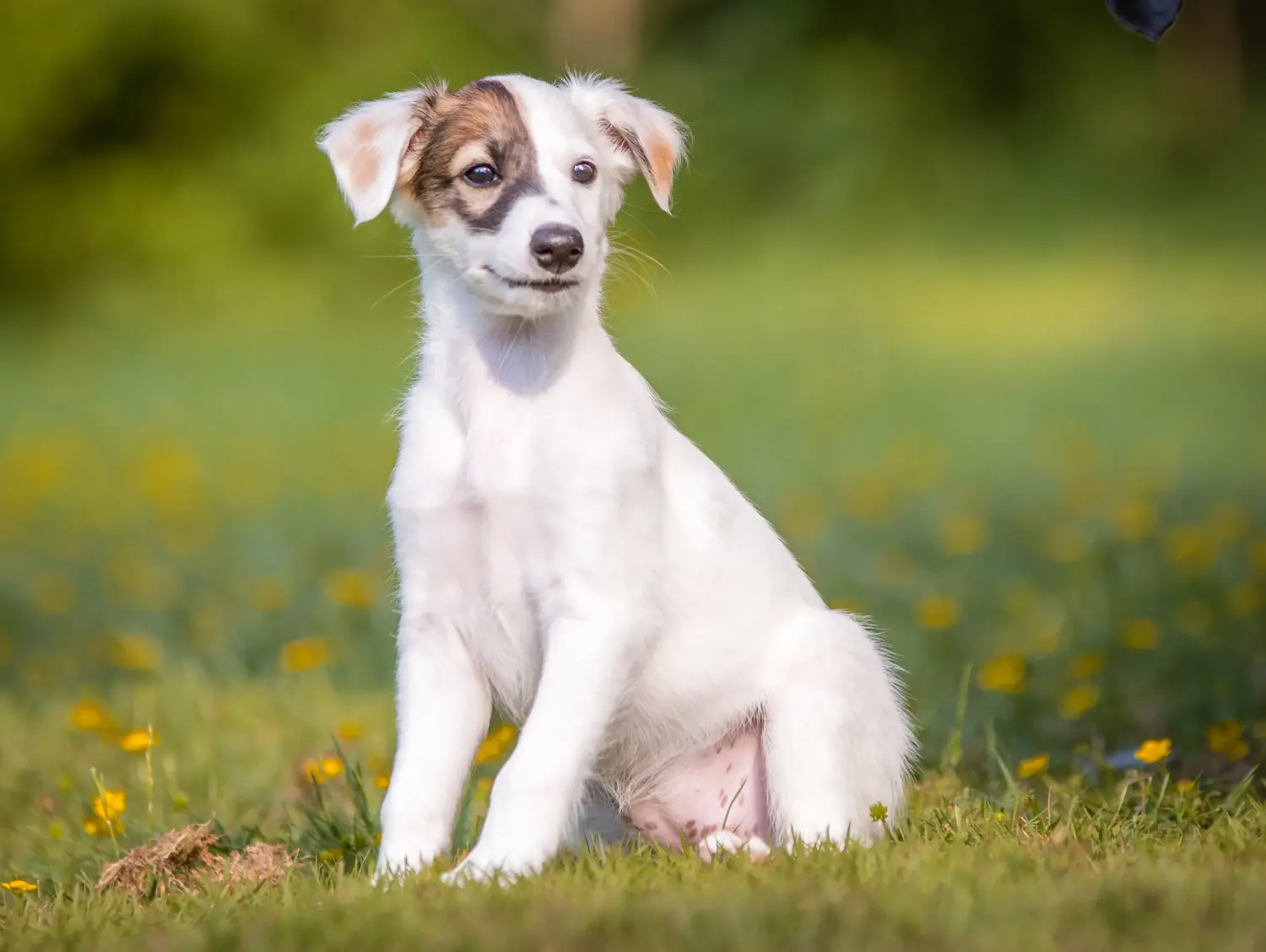Acheter un chiot Silken Windsprite, c'est prendre ses responsabilités ! Acheter des chiots Silken Windsprite.