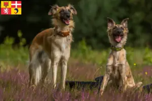 Lire la suite à propos de l’article Silken Windsprite éleveurs et chiots en Auvergne-Rhône-Alpes