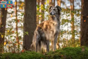 Lire la suite à propos de l’article Silken Windsprite éleveurs et chiots en Bourgogne-Franche-Comté