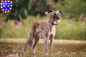 Lire la suite à propos de l’article Silken Windsprite éleveurs et chiots en Centre-Val de Loire