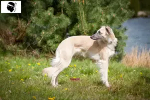 Lire la suite à propos de l’article Silken Windsprite éleveurs et chiots en Corse