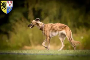 Lire la suite à propos de l’article Silken Windsprite éleveurs et chiots en Hauts-de-France