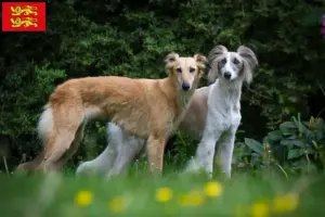 Lire la suite à propos de l’article Silken Windsprite éleveurs et chiots en Normandie