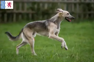 Lire la suite à propos de l’article Silken Windsprite éleveurs et chiots en Nouvelle-Aquitaine