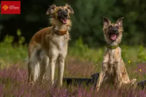 Lire la suite à propos de l’article Silken Windsprite éleveurs et chiots en Occitanie