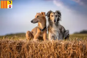 Lire la suite à propos de l’article Silken Windsprite éleveurs et chiots en Provence-Alpes-Côte d’Azur
