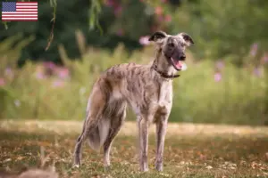 Lire la suite à propos de l’article Éleveurs de Silken Windsprite et chiots aux États-Unis