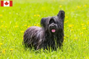 Lire la suite à propos de l’article Éleveurs de Skye Terrier et chiots au Canada