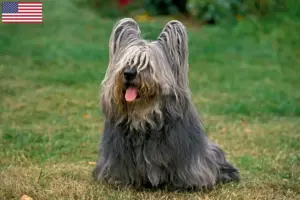 Lire la suite à propos de l’article Éleveurs de Skye Terriers et chiots aux États-Unis