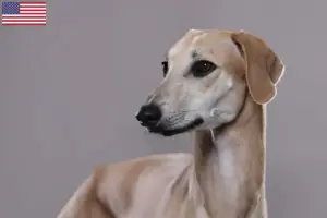 Lire la suite à propos de l’article Éleveurs de Sloughi et chiots aux États-Unis