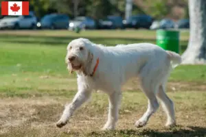 Lire la suite à propos de l’article Spinone Italiano éleveurs et chiots au Canada