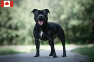 Lire la suite à propos de l’article Éleveurs de Staffordshire Bull Terrier et chiots au Canada