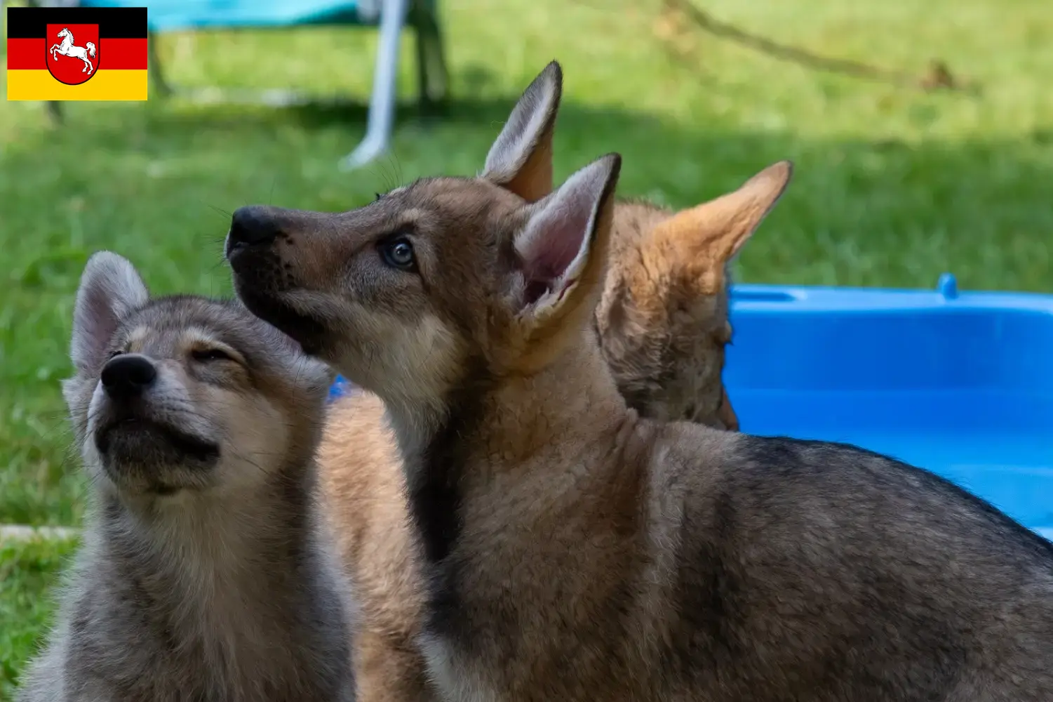 Sylvan Companion Dog Chiots et éleveurs Basse-Saxe Ici, vous trouverez les éleveurs de Sylvan Companion Dogs en Basse-Saxe.