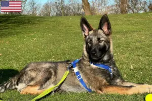 Lire la suite à propos de l’article Sylvan Companion Dog Éleveurs et chiots aux États-Unis