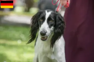 Lire la suite à propos de l’article Taigan éleveurs et chiots en France