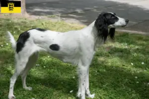 Lire la suite à propos de l’article Taigan éleveurs et chiots en Baden-Württemberg