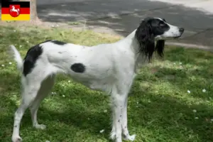 Lire la suite à propos de l’article Taigan éleveurs et chiots en Basse-Saxe
