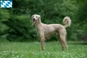 Lire la suite à propos de l’article Taigan éleveurs et chiots en Bavière