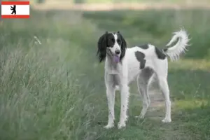 Lire la suite à propos de l’article Taigan éleveurs et chiots à Berlin
