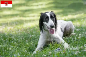 Lire la suite à propos de l’article Taigan éleveurs et chiots dans le Brandebourg
