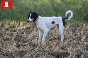 Lire la suite à propos de l’article Taigan éleveurs et chiots à Hambourg