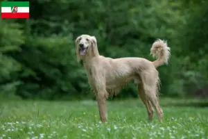 Lire la suite à propos de l’article Taigan éleveurs et chiots en Rhénanie du Nord-Westphalie