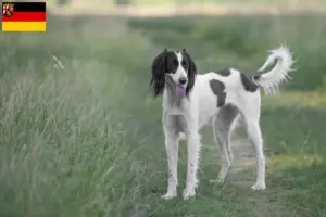 Lire la suite à propos de l’article Taigan éleveurs et chiots en Rhénanie-Palatinat