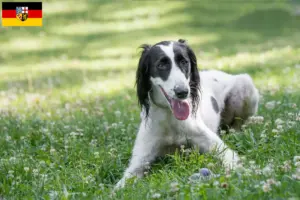 Lire la suite à propos de l’article Taigan éleveurs et chiots en Sarre