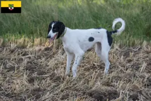 Lire la suite à propos de l’article Taigan éleveurs et chiots en Saxe-Anhalt