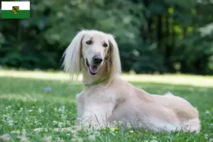 Lire la suite à propos de l’article Taigan éleveurs et chiots en Saxe