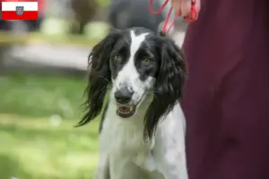 Lire la suite à propos de l’article Taigan éleveurs et chiots en Thuringe