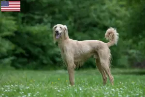 Lire la suite à propos de l’article Éleveurs et chiots de Taigan aux États-Unis