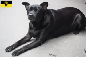 Lire la suite à propos de l’article Éleveurs de chiens de Taiwan et chiots dans le Bade-Wurtemberg