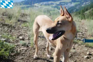 Lire la suite à propos de l’article Éleveurs de chiens de Taiwan et chiots en Bavière