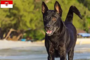 Lire la suite à propos de l’article Éleveurs de chiens de Taiwan et chiots dans le Brandebourg