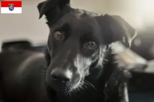 Lire la suite à propos de l’article Éleveurs de chiens de Taiwan et chiots en Hesse