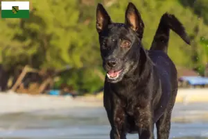 Lire la suite à propos de l’article Éleveurs de chiens de Taiwan et chiots en Saxe