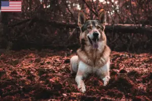 Lire la suite à propos de l’article Éleveurs de tamaskans et chiots aux États-Unis