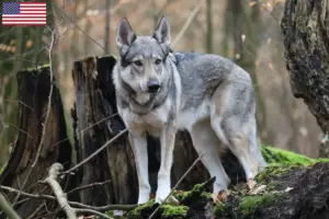 Lire la suite à propos de l’article Éleveurs de chiens-loups tchécoslovaques et chiots aux États-Unis