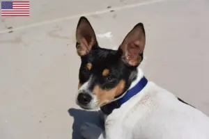 Lire la suite à propos de l’article Éleveurs de Teddy Roosevelt Terrier et chiots aux États-Unis